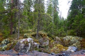 На территории заповедника обитает 48 вид