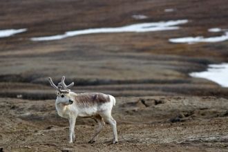 На Мелвилле практически полностью отсутс
