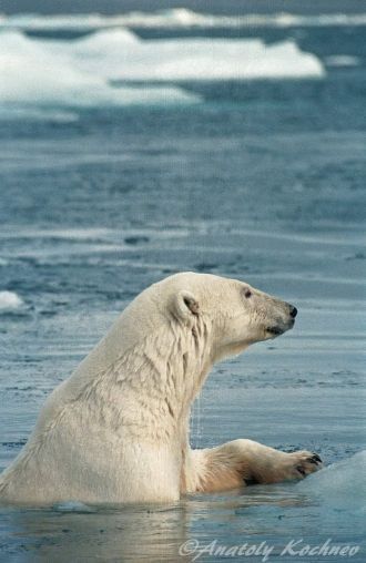 Пролив Лонга, 1998 г. Белый медведь. Охо