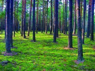 Полесский государственный радиационно-экологический заповедник