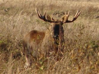 Работниками заповедника производится пос