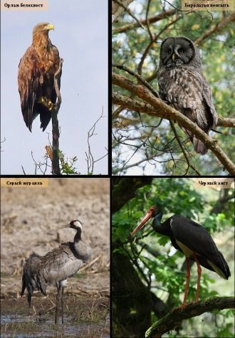 На территории Полесского государственног