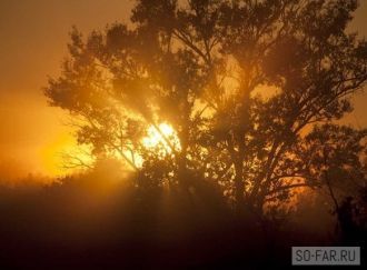 Тут существует экспериментальная пчелопа