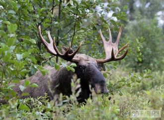 Лес, произрастающий на территории Полесс