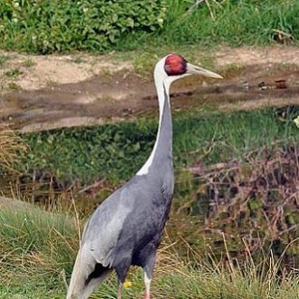 В октябре 2009 года на территории Хинган
