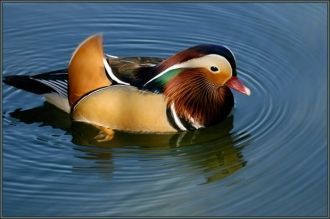 В заповеднике установлено обитание 6 вид