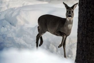 .Богатство растительных сообществ и ланд
