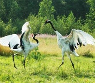 Хинганский заповедник известен как рай д