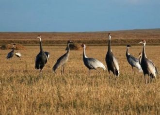Ландшафт Хинганского заповедника предста