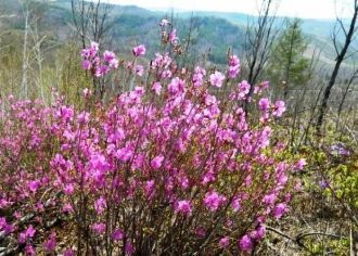 Небольшими участками по крутым склонам и