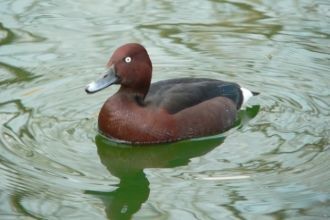 Ежегодно, весной и осенью, заповедник по