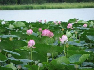 Хингано-Архаринская низменность была вне