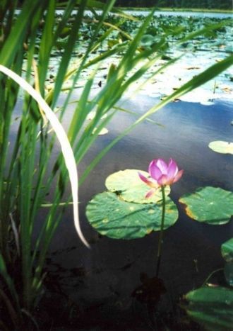 В последней декаде июля в заповеднике на