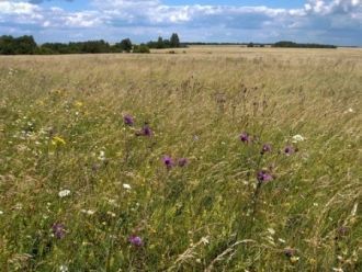 Растительность Центрально-Черноземного з