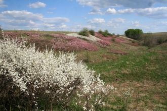 Под степями заповедника толщина гумусово