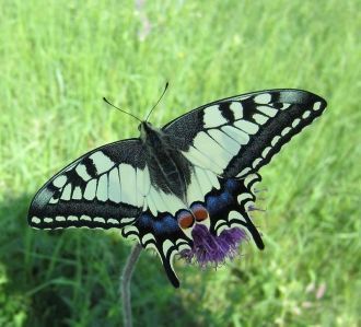 Центрально-черноземный за­поведник наход