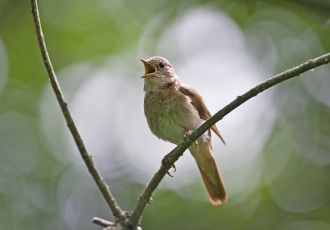 Степи заповедни­ка относятся к типу севе