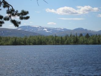 Береговая живность представлена такими м