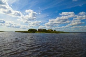 Реликтовые вязы в дельте Вожеги существу