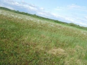 Сестрорецкое болото - одно из крупнейших