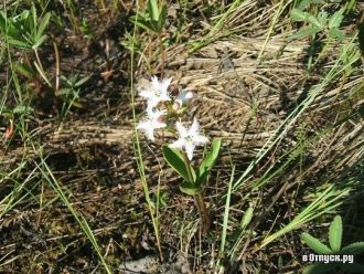 Большие площади первоначальных мелководи