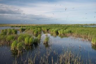 Сестрорецкое болото
