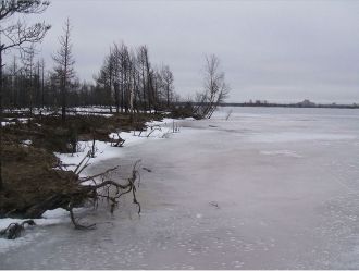Сестрорецкое болото зимой