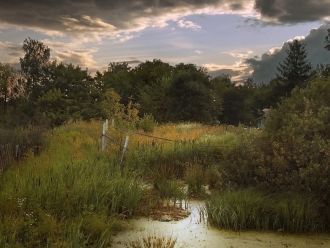 Здесь можно встретить настоящий сфагновы