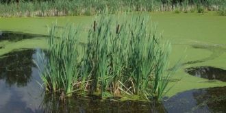 Заказник «Сестрорецкое болото» восстанав