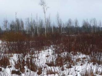 Мшинское болото зимой