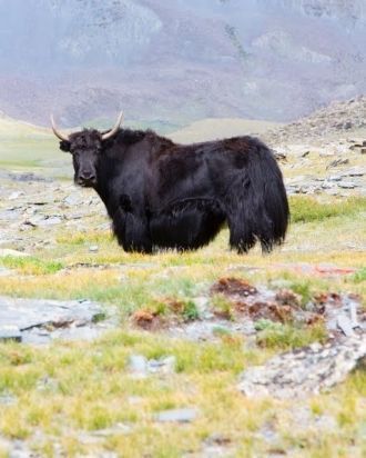 Дикий як на склоне горы