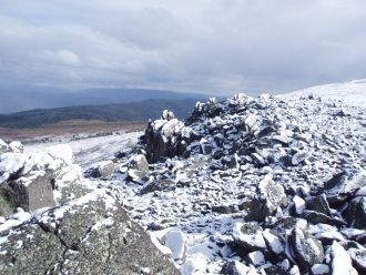 Хотя многие деревья приспособились проти