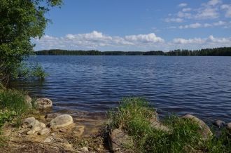 Вокруг озера растект густой сосновый бор