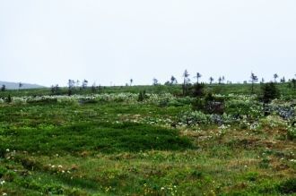 До высоты 800 м склоны Ольвинского Камня