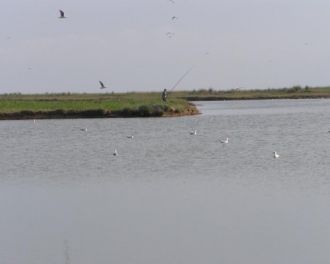 Дно лимана усеяно раковинами и толщей ил