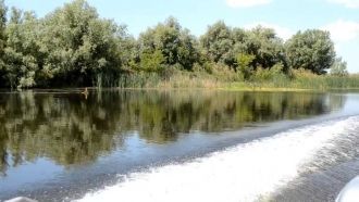 В прибережных зонах встречается большое 