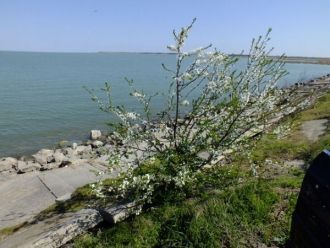 Флора озера разнообразна, растения, кото