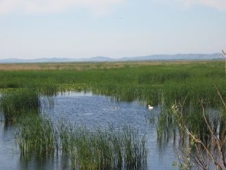 Притоков у озера Ялпуг не так и много, в
