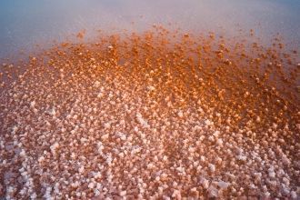 Морская соль из озера Сасык-Сиваш имеет 