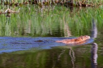 Озеро слабо проточное. В него впадает 48