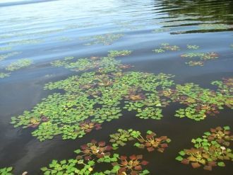 Здесь гнездится дальневосточный аист (Ci
