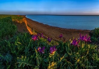 Около Маныч-Гудило флора  представлена т