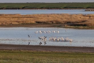 Наиболее многочисленной и разнообразной 
