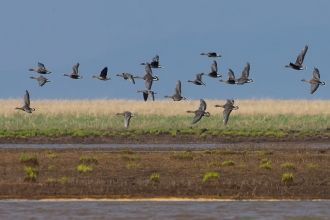 Озера Болонь в Хабаровском крае довольно