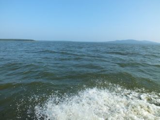 До миллиона особей одновременно останавл