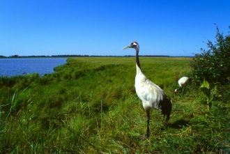 Ценители искусства коренных народов Амур