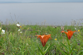 На отдалении от озера преобладают олигот