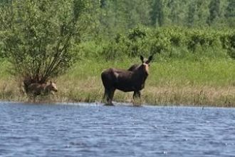 Пойменные и небольшие водоёмы равнины с 