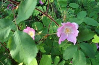 На этом фоне невероятно жарким кажется л