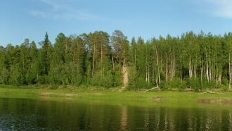 Более 85% его территории покрывают хвойн